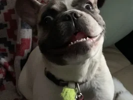 New member - deaf puppy