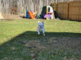 Exploring the yard...