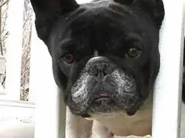 Our Frenchies - challenge