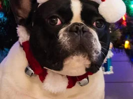 Holly Jolly Frenchie of the Month ~ 4 Paw members please vote :)