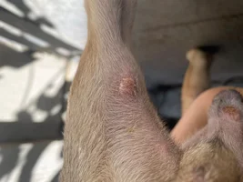Skin sores on my new puppy :(