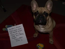 Following on from Bad Bella we have Wicked Winston...