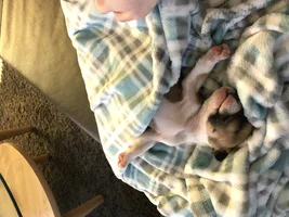 Post your favorite puppy picture!!!