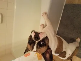 Someone likes her epsom salt paw soaks...