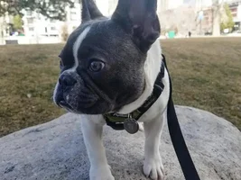 Won't potty outside of the home?
