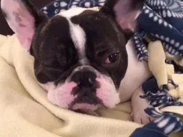 March 2014 Frenchie of the Month Contest ~ENTER HERE~