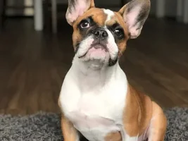 Bo not full frenchie