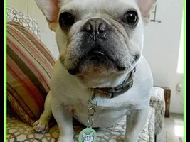 Our Frenchies - challenge