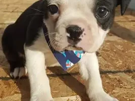 baby frenchie