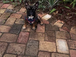 Frenchie Name