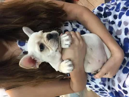 Advice on a potential frenchie!