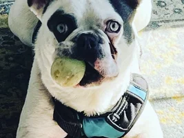 Health circumstances prompt  re homing of my special boy. Located in LI, NY