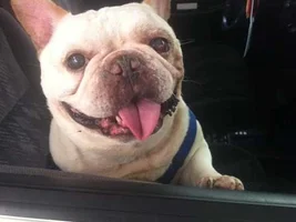~Baymax~French Bulldog Available for Adoption in California