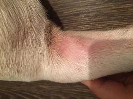 help please - skin problems and itching by white frenchie