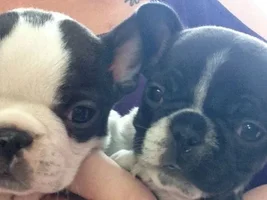 2 Frenchie puppies coming to our home in 5 days!