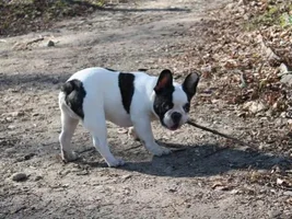 Muffin - sweet bulldog from Russia :)