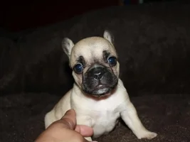 Wondering About "Wall Eyed" Frenchies