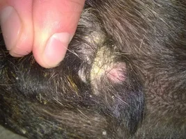 Ongoing allergy & skin problems