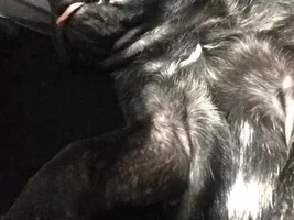 Meet Truman!
