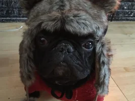 VOTE NOW!  February Frenchie-Tines