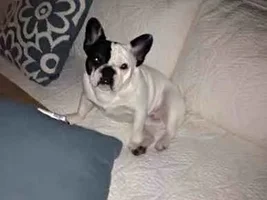 Leo says I don't want you to leave Mommy