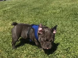 Is this a frenchy?