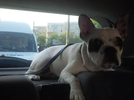 awkward stage for frenchies ?