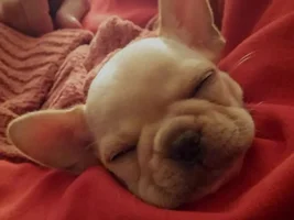 Sleeping Snoring Snoozing Frenchies Contest ~ENTER HERE~