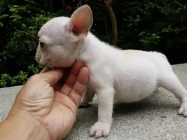 Advice on a potential frenchie!