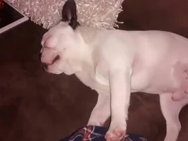 Being a Stubon Bully