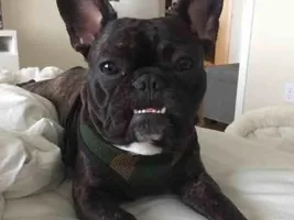 Ear Infections -- help!