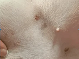 New here also I have a question about my frenchie's skin