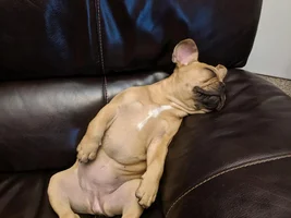 What are you feeding your Frenchie?
