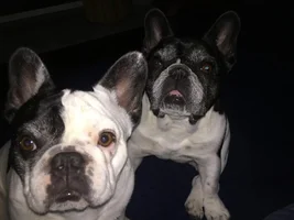 ENTER HERE ~ Sept 2015 Frenchie of the Month ~ Frenchie-Tude