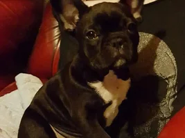 Meet my bully boy