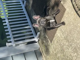 ~ENTER HERE~ June Frenchie of the Month Contest "FUN IN THE SUN"