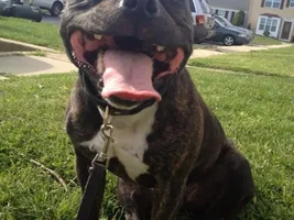 Breed specific legislation