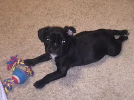 Is she a Frenchie?