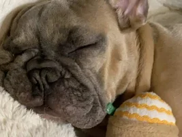 ATTENTION MEMBERS!!  Time to vote for Frenchie of the Month!!!