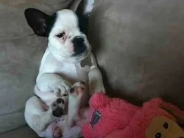 Piper sitting on the couch