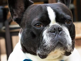 4 PAW MEMBERS!!!  Please VOTE for your favorite Frenchie FACES!