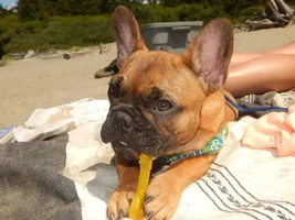 July 2016 Frenchie of the Month Contest ~ Summertime Frenchies