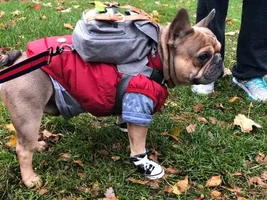Costume or no costume?