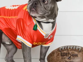 4 PAW MEMBERS!!  Please vote for your favorite Dressed Up Frenchies!