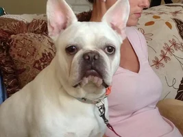 ~Robby~French Bulldog Available for Adoption in Maryland