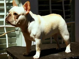 Some Frenchie eye candy