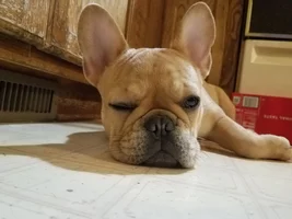 4 PAW MEMBERS!! Please vote for your favorite LAZY FRENCHIE!!