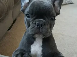 Hi! Bleu is in the house!
