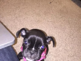 Is she a Frenchie?