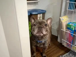 PLEASE VOTE!!!  for your favorite Frenchie with Frenchie-tude!